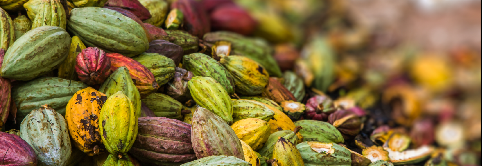 cocoa pods in a pile © Pierre-Yves Babelon, Adobe stock
