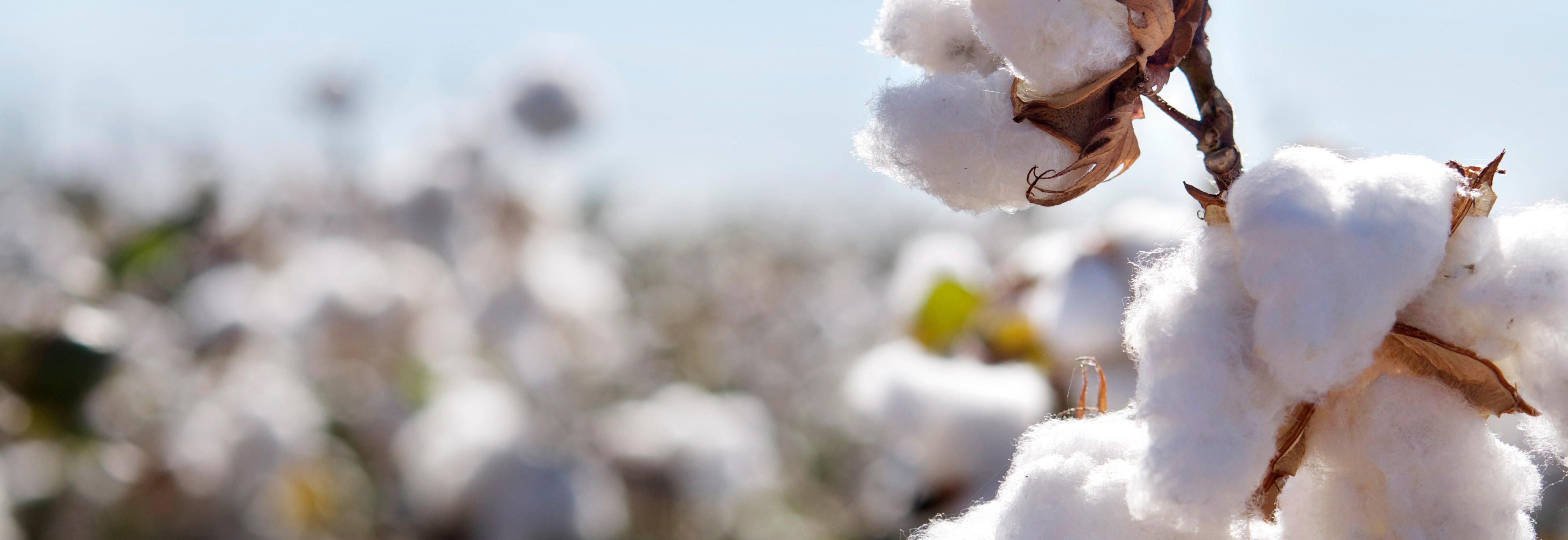 Cotton plant close up with others in background