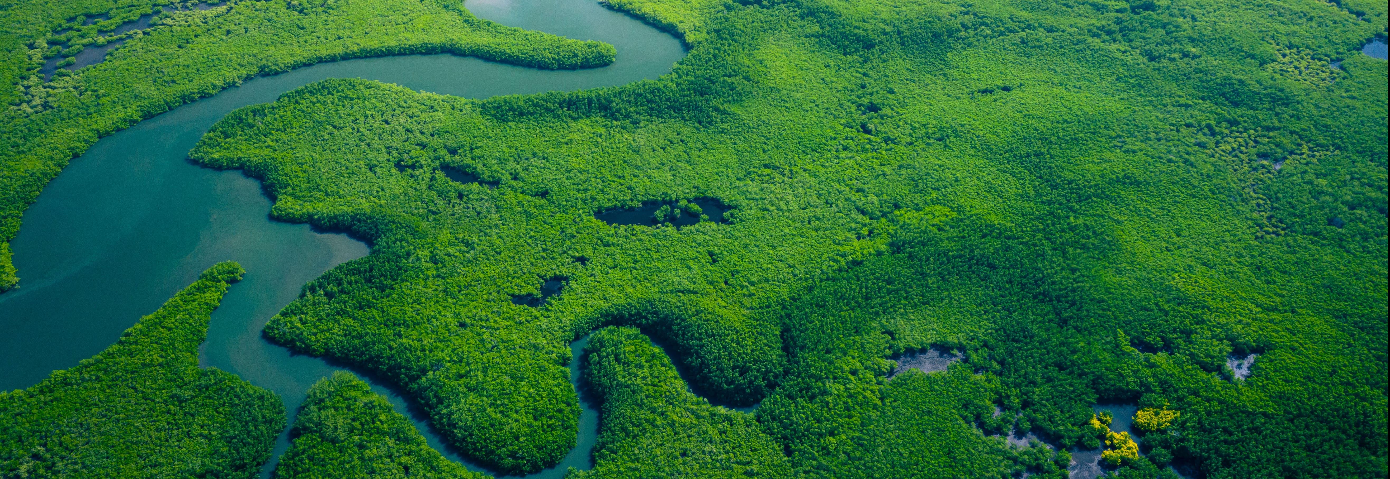 Rainforest and rivers from above