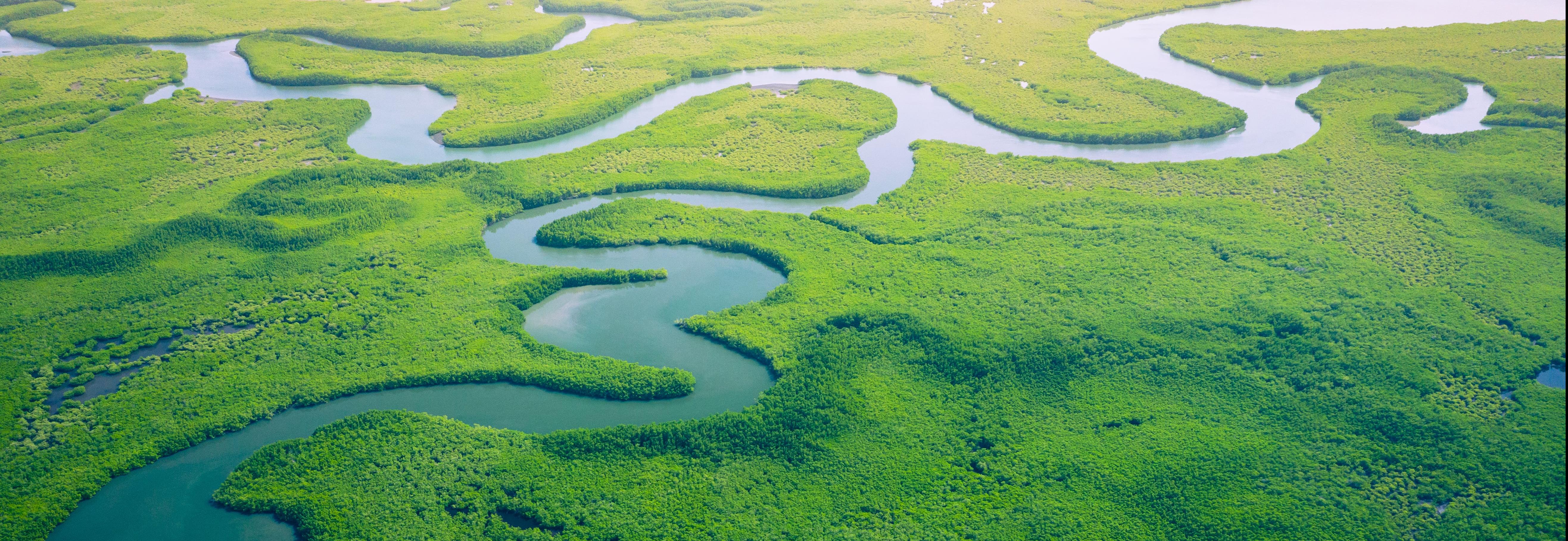 Mangrove forest aerial image