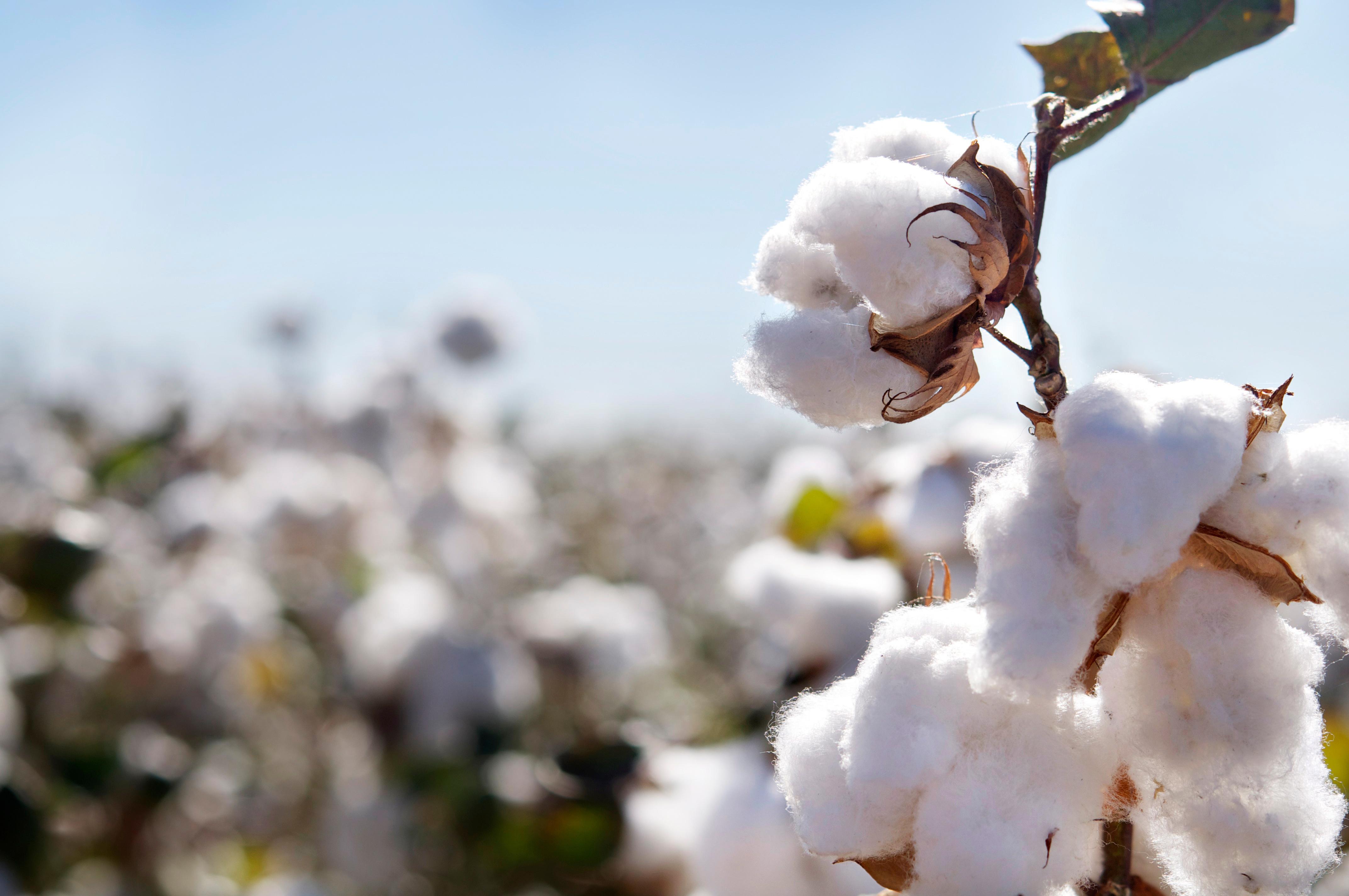 Cotton plant