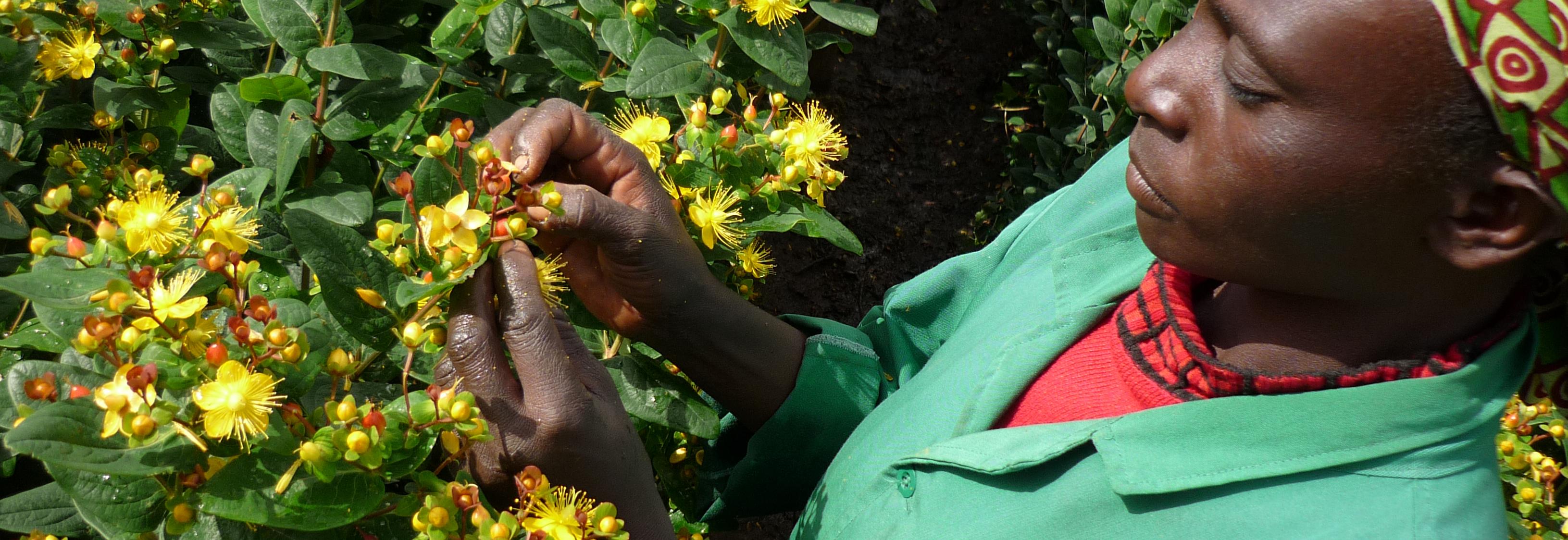 Close up of worker focused on picking yellow flowers in Kenya