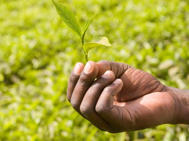 Tea Uganda Mabale © Simon Rawles, Fairtrade International CTA