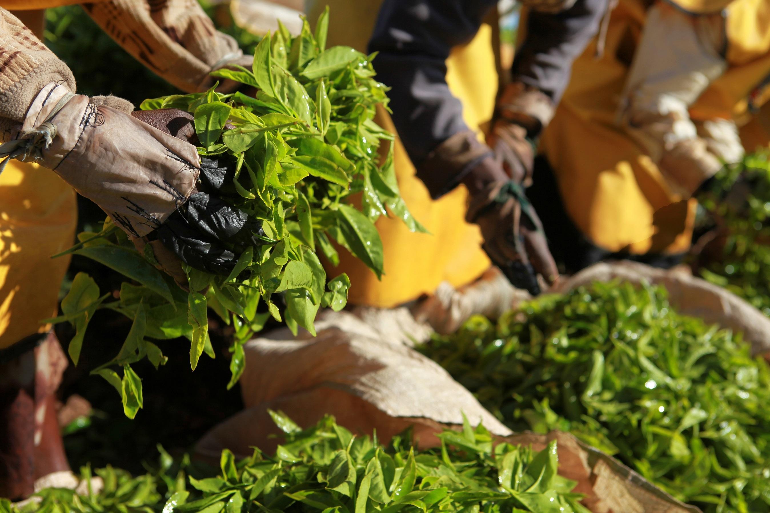 Tea pluckers sorting leaves, Kenya © Caroline Irby, 2009, Rainforest Alliance