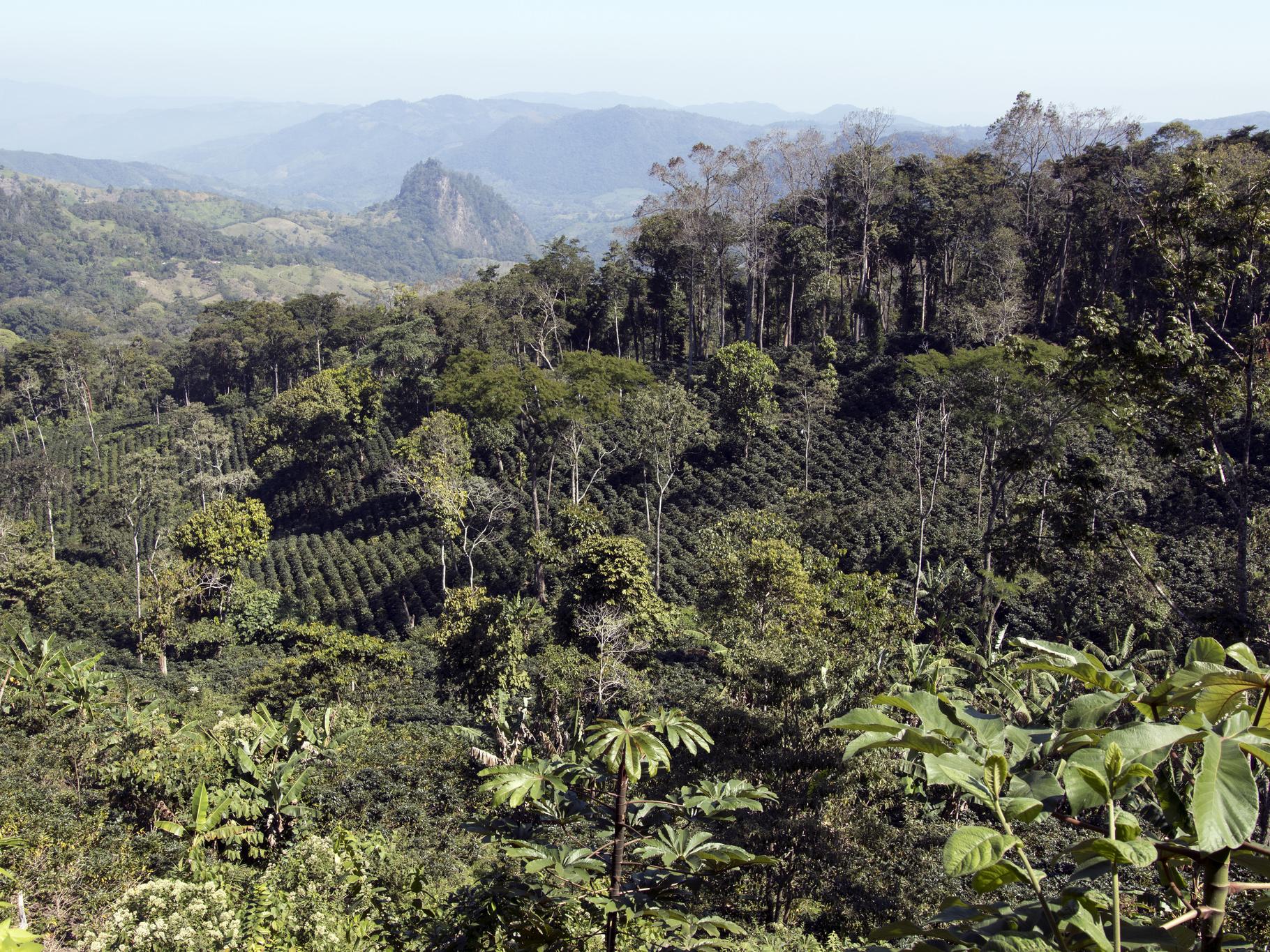 Coffee plantation seen from a drone in Nicaracgua © Giuseppe Cipriani for UTZ