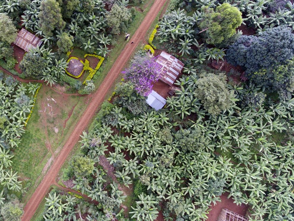 Coffee plantation seen from a drone in Nicaracgua © Giuseppe Cipriani for UTZ
