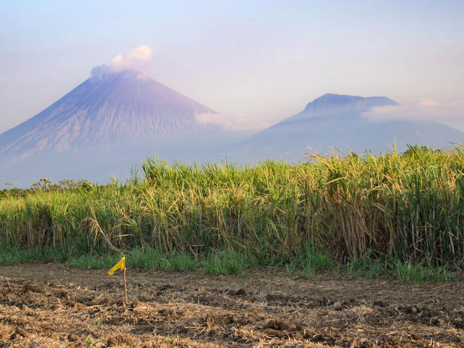 Mountains behind sugar cane © Joe Woodruff Bonsucro 09