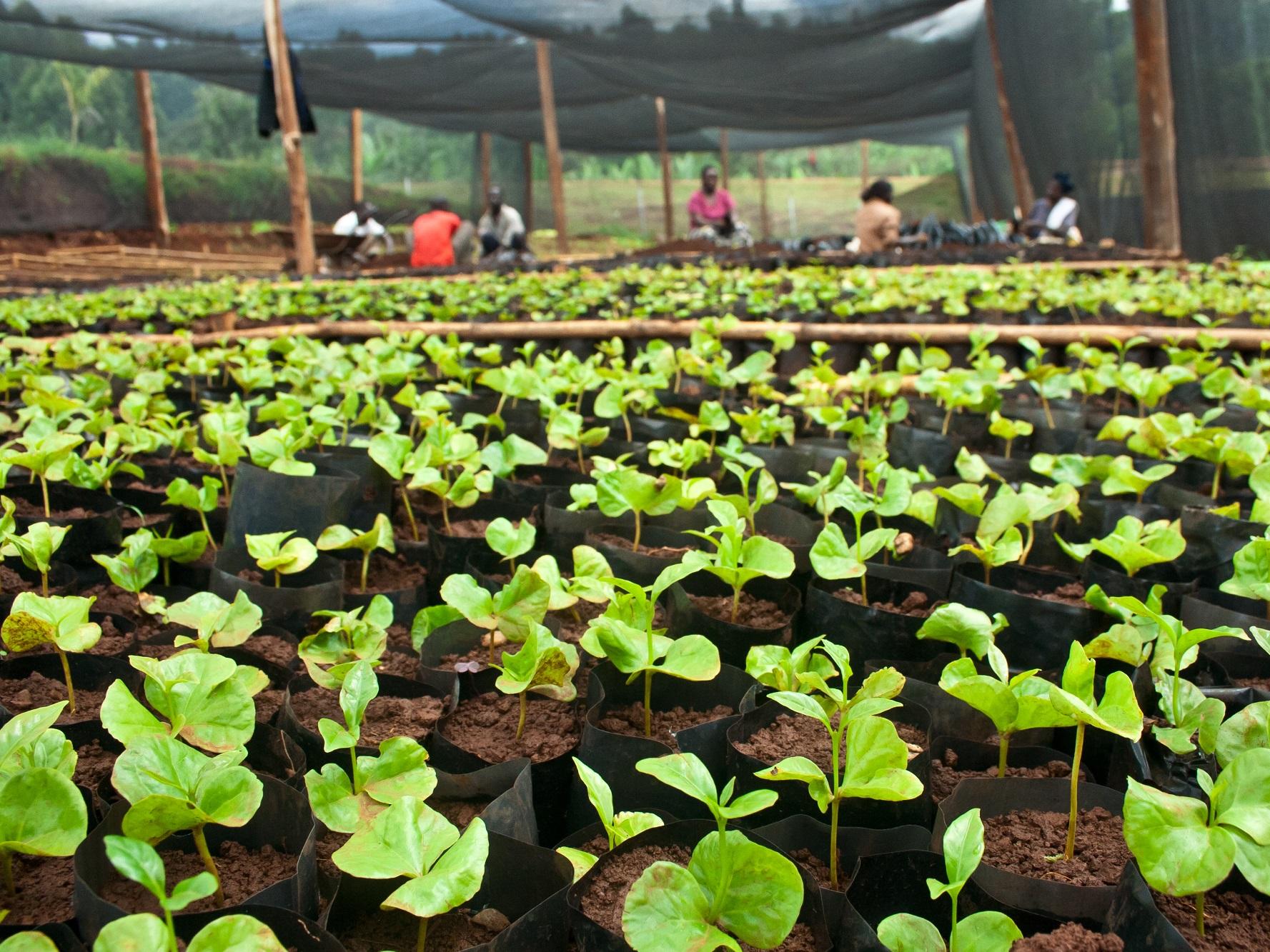 Coffee Nursery, Uganda © UTZ Certified