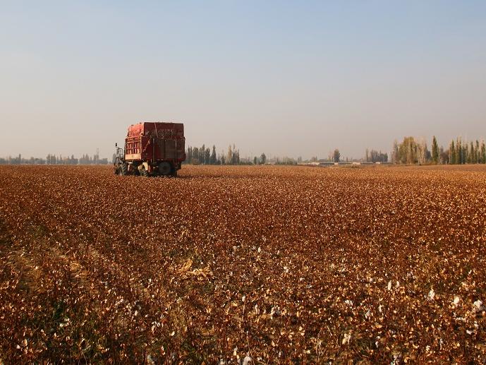 Harvesting cotton © Better Cotton Initiative