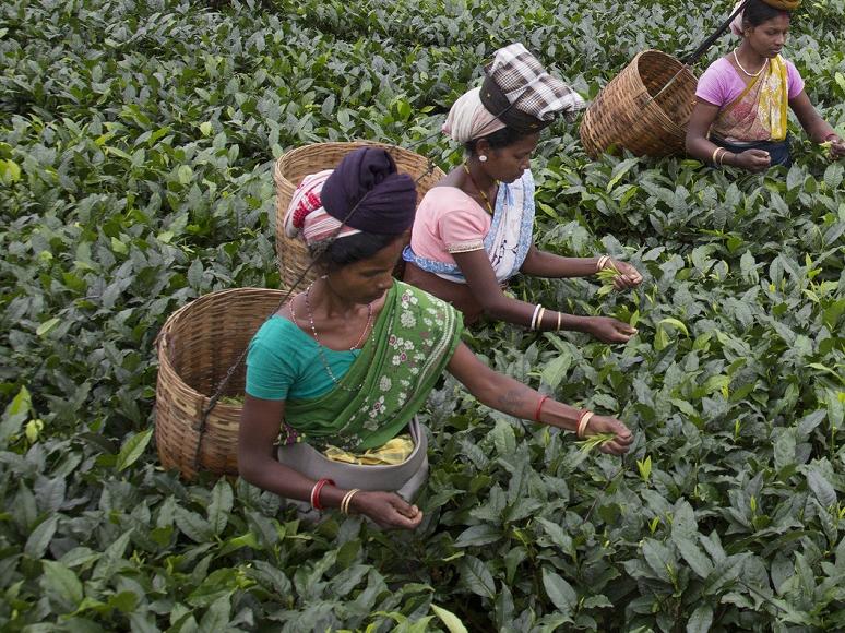 Fair Trade Certified Tea, Maud Tea Estate © Fair Trade USA