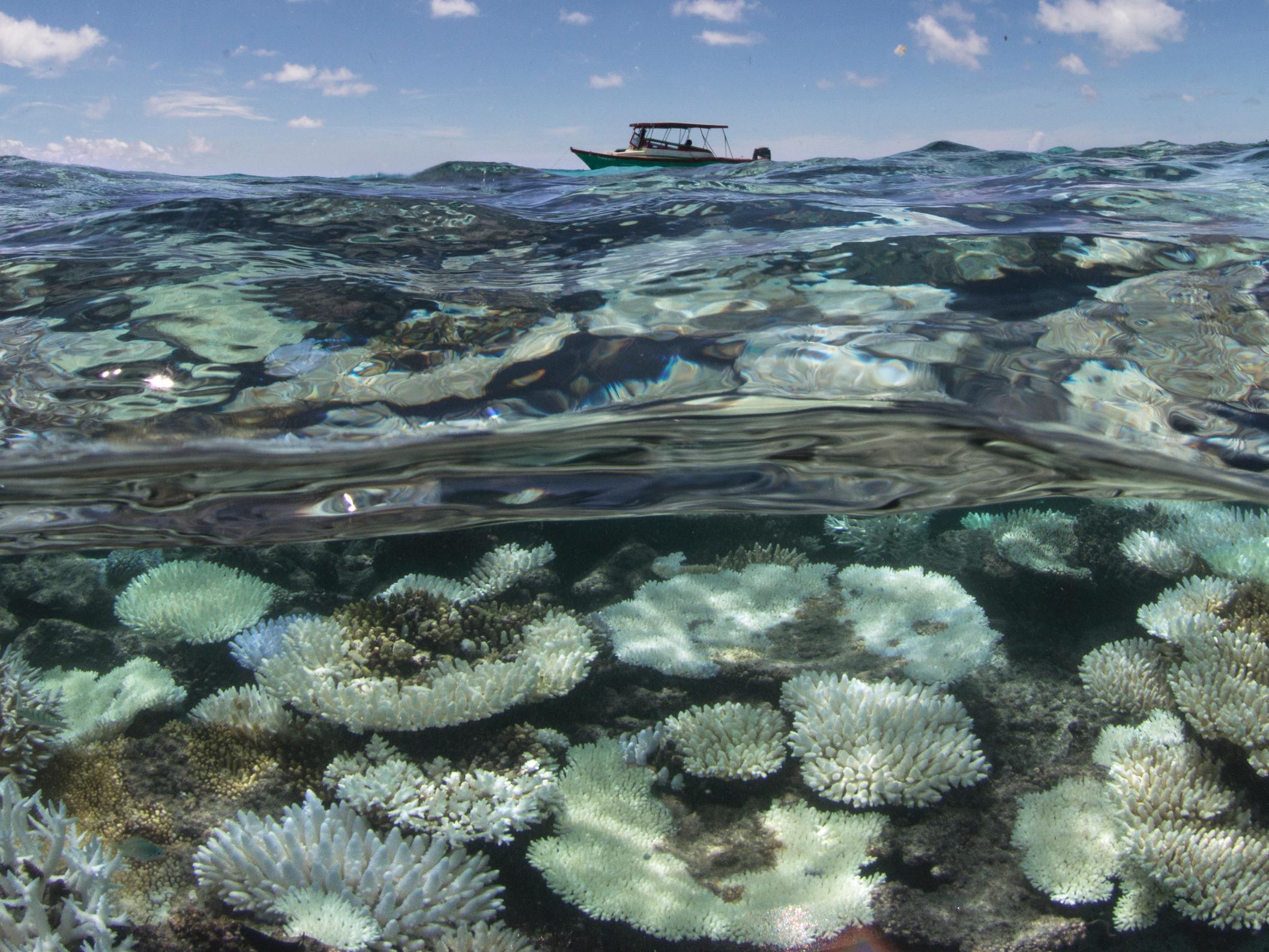 Coral bleaching in Maldives © Lucy Erickson and MSC