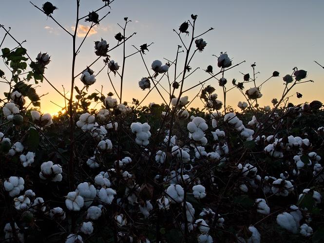 Cotton field, USA © BCI