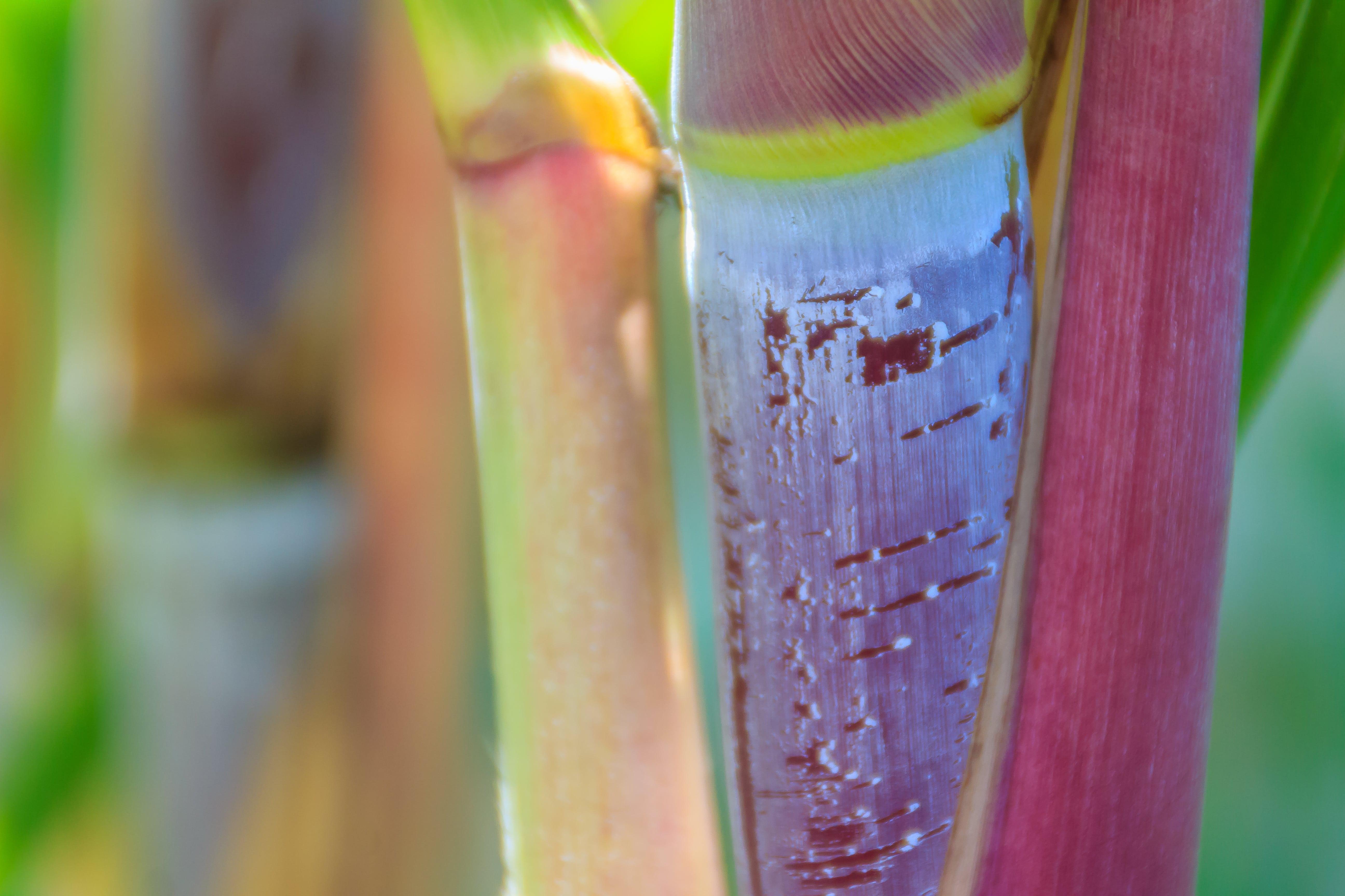 Stem of sugarcane © kampwit, Adobe stock