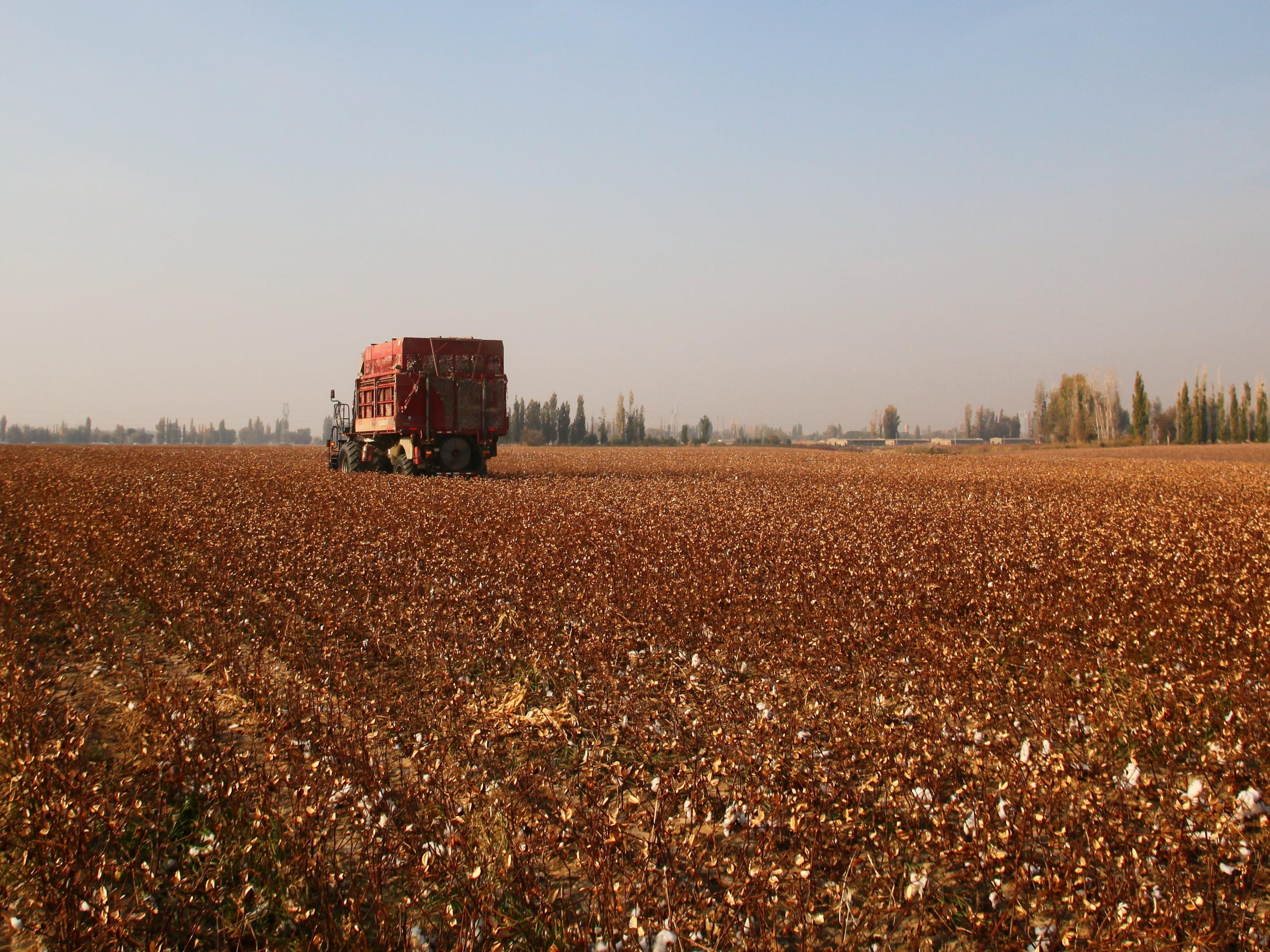 Harvesting cotton © Better Cotton Initiative