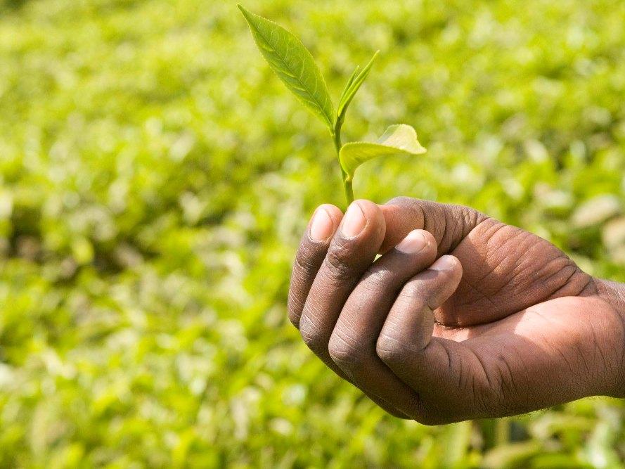 Tea Uganda Mabale © Simon Rawles, Fairtrade International