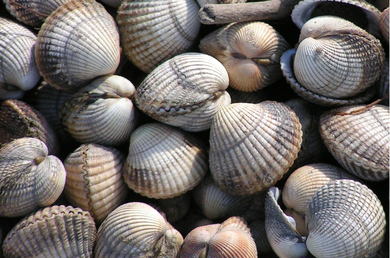 Burry Inlet Cockles © Marine Stewardship Council