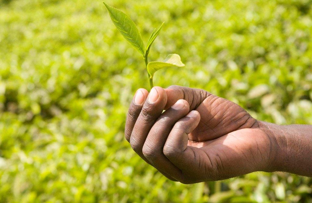 Tea Uganda Mabale © Simon Rawles, Fairtrade International