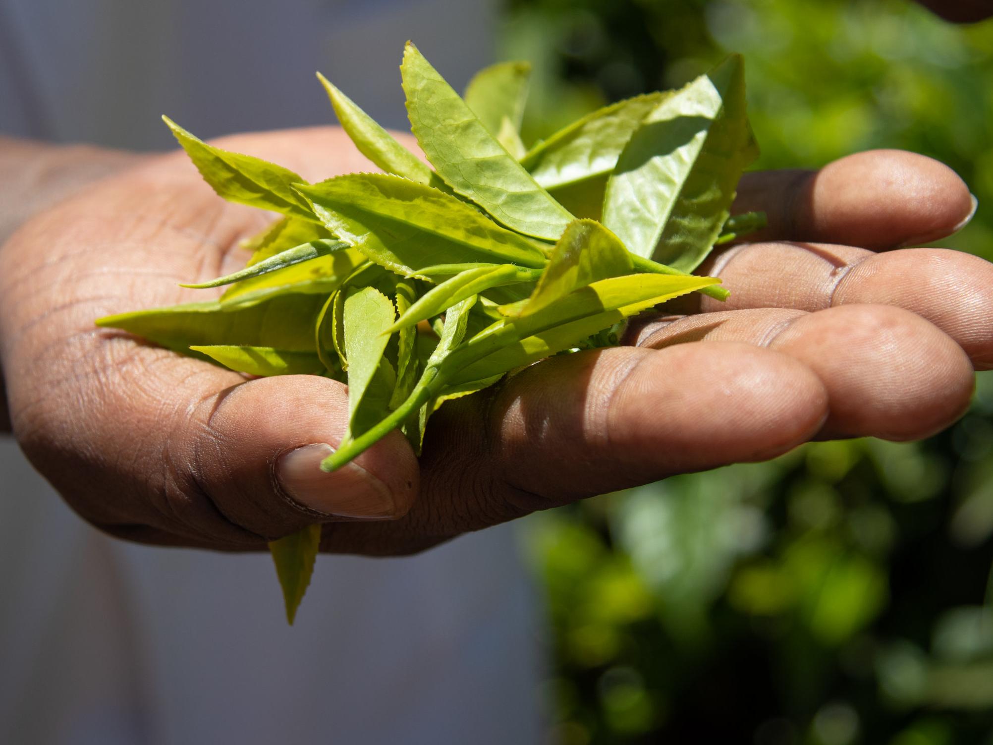 hand_tea_leaves_Kenya © Rainforest Alliance