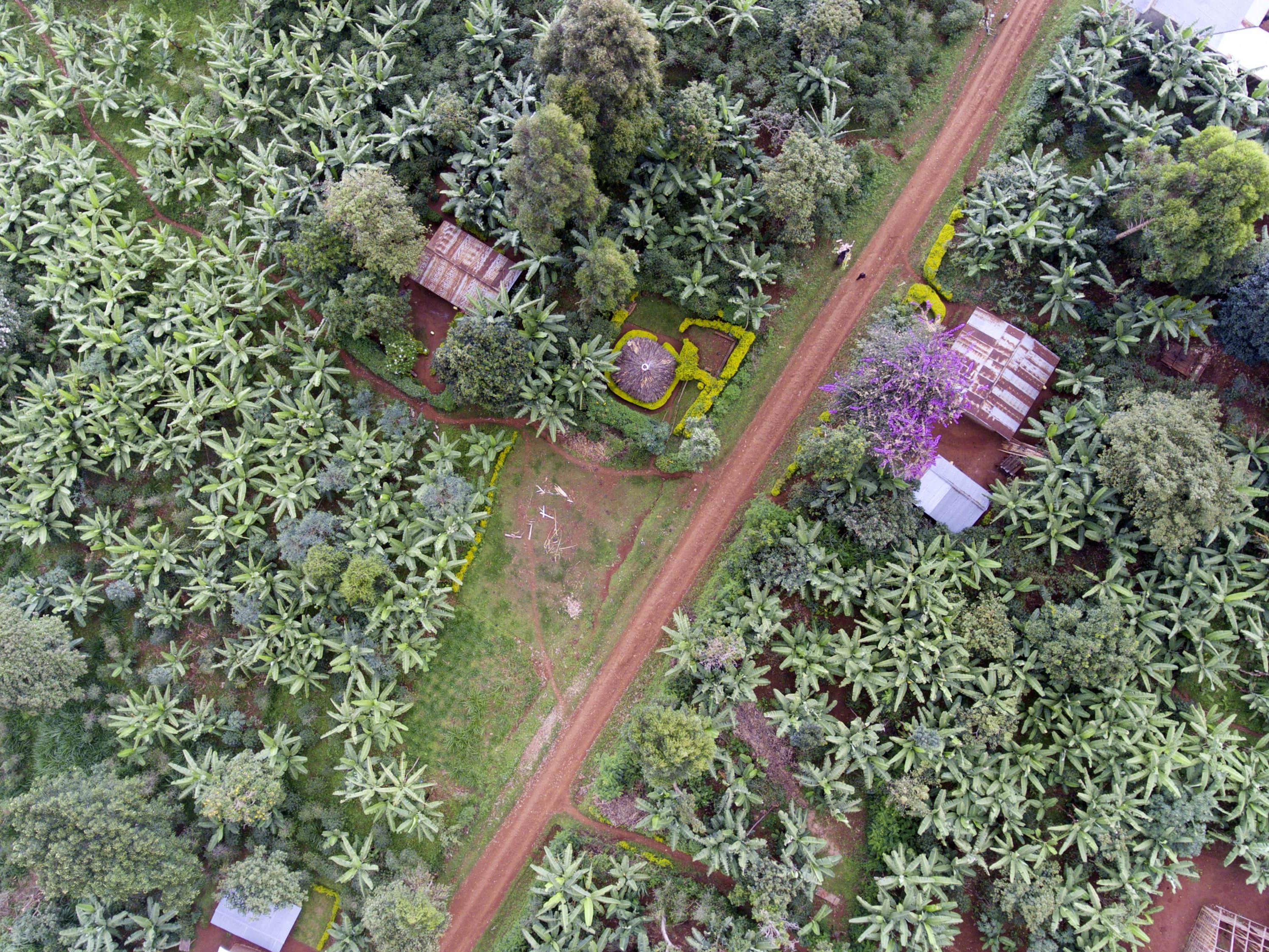 Coffee plantation seen from a drone in Nicaragua © Giuseppe Cipriani for UTZ