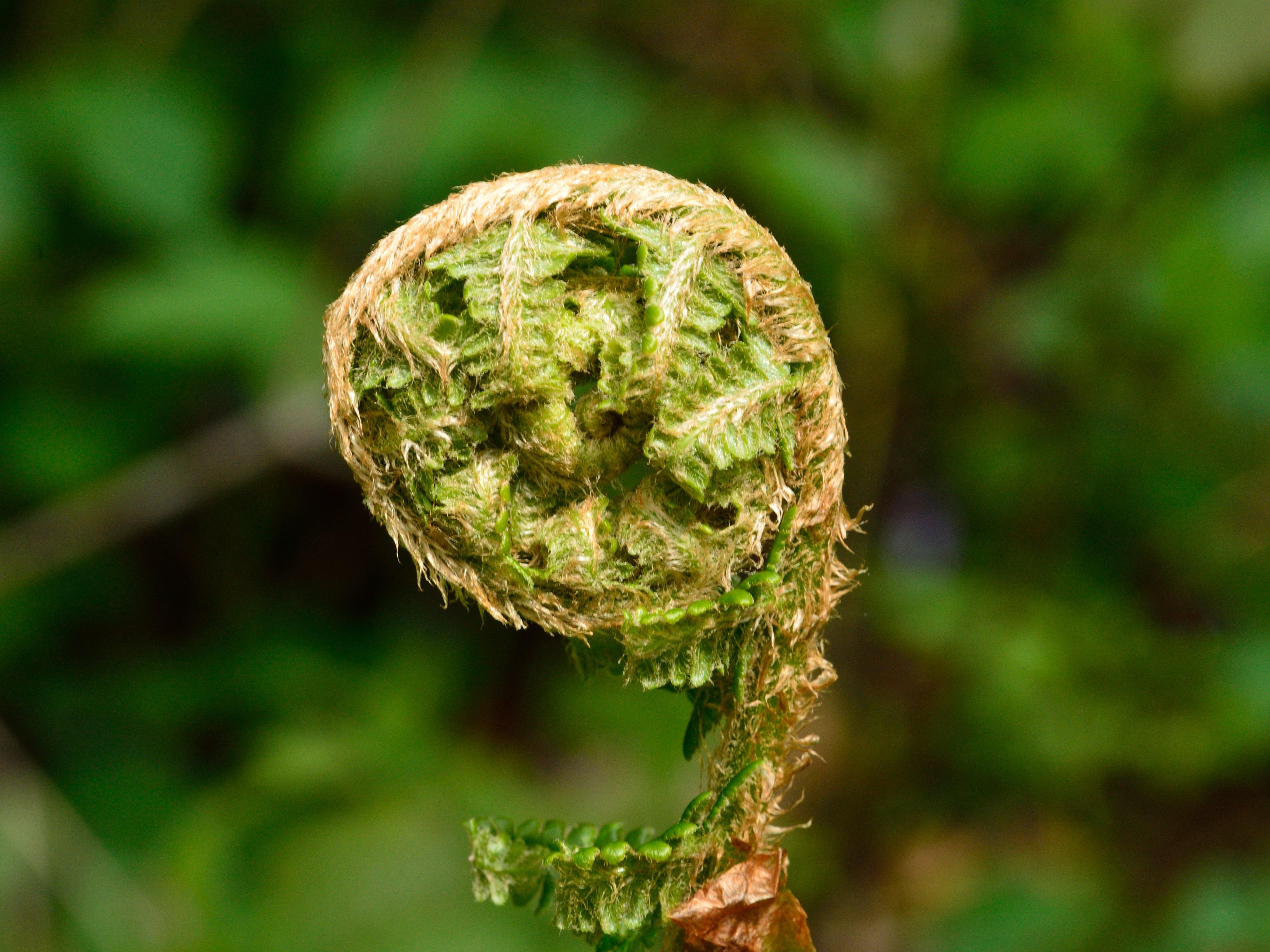 Woodland plant growth © FSC Germany