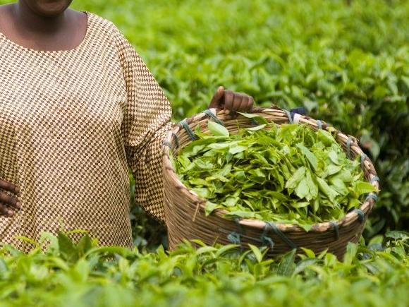 Irene Kijara, Mabale Growers Tea Factory, Uganda © Simon Rawles, 2007, Fairtrade International