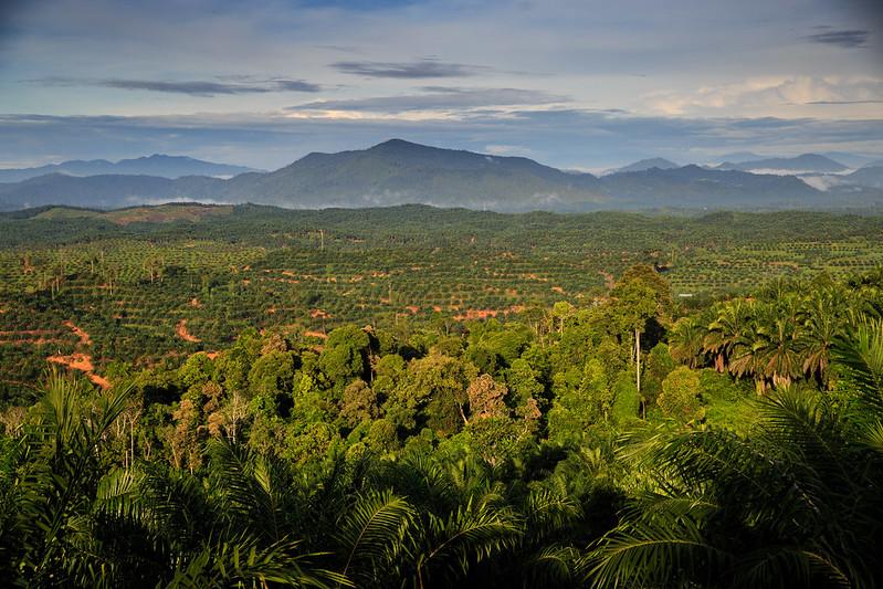 RSPO_Sabah-1571 © Roundtable for Sustainable Palm Oil