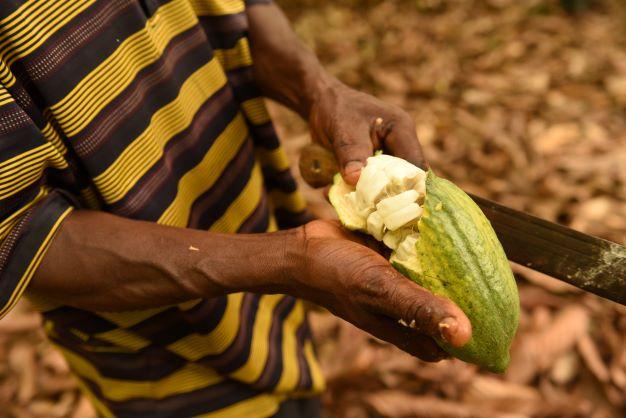 Cocoa, Ghana © Kate Fishpool for Fairtrade