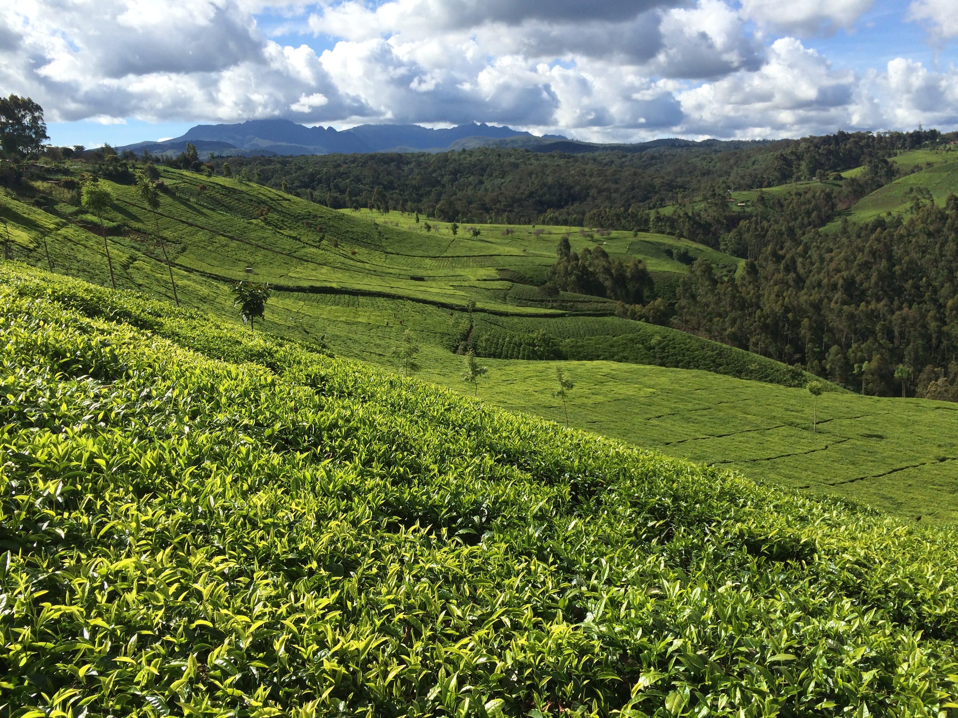 Tea fields Kenya © Rainforest Alliance