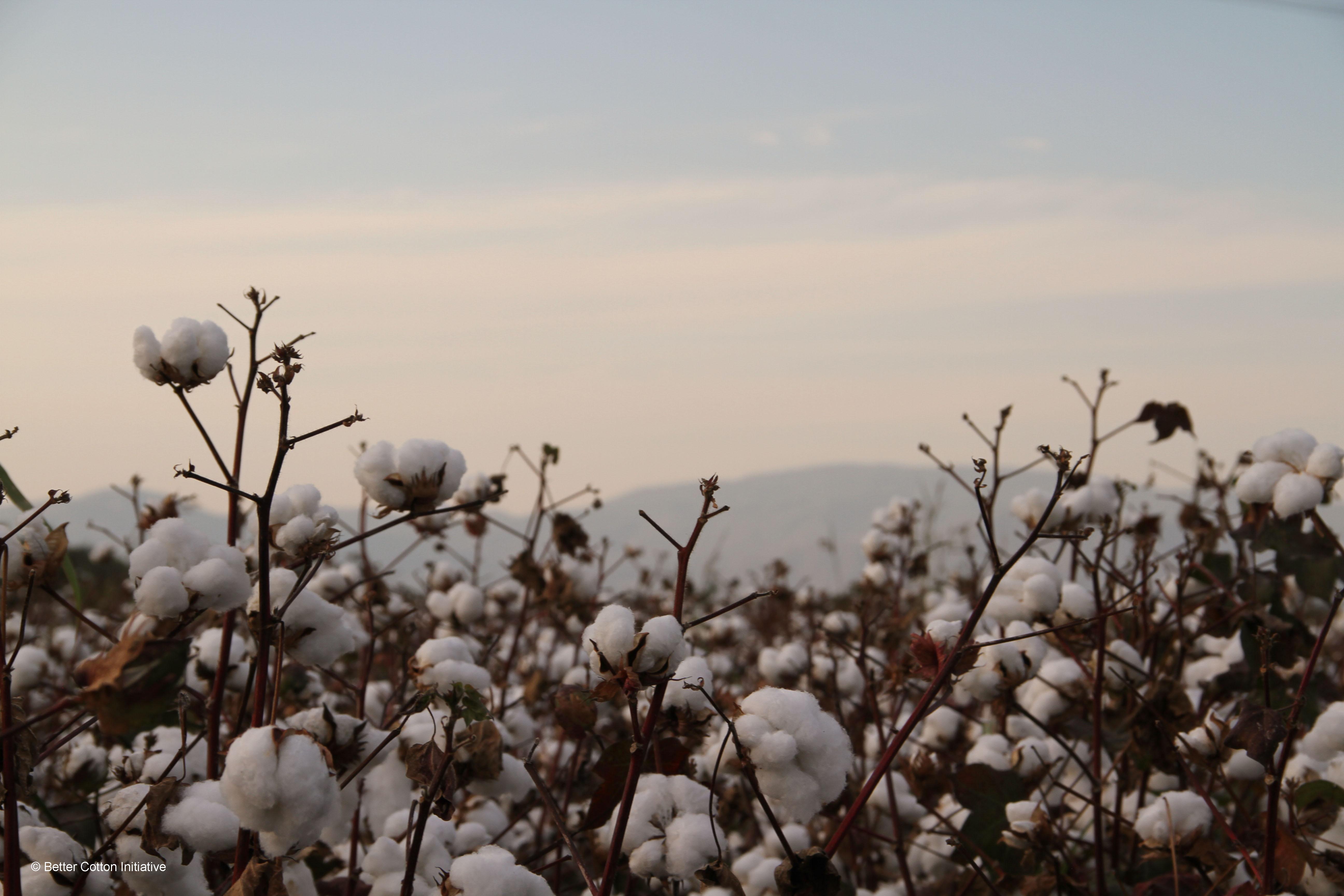 cotton field