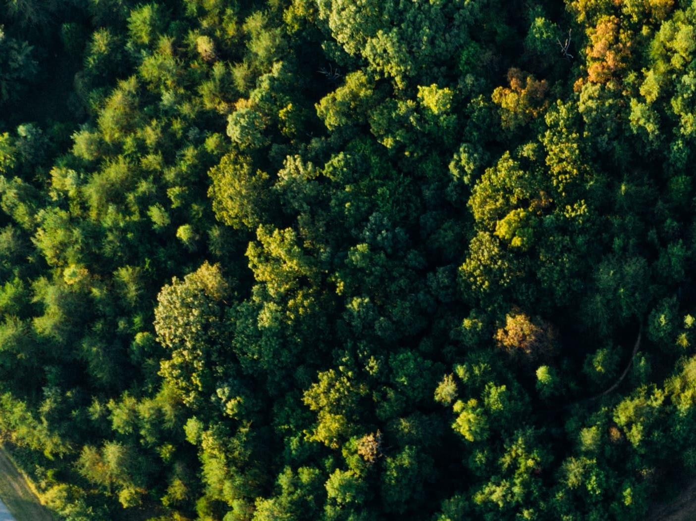 Forest from above