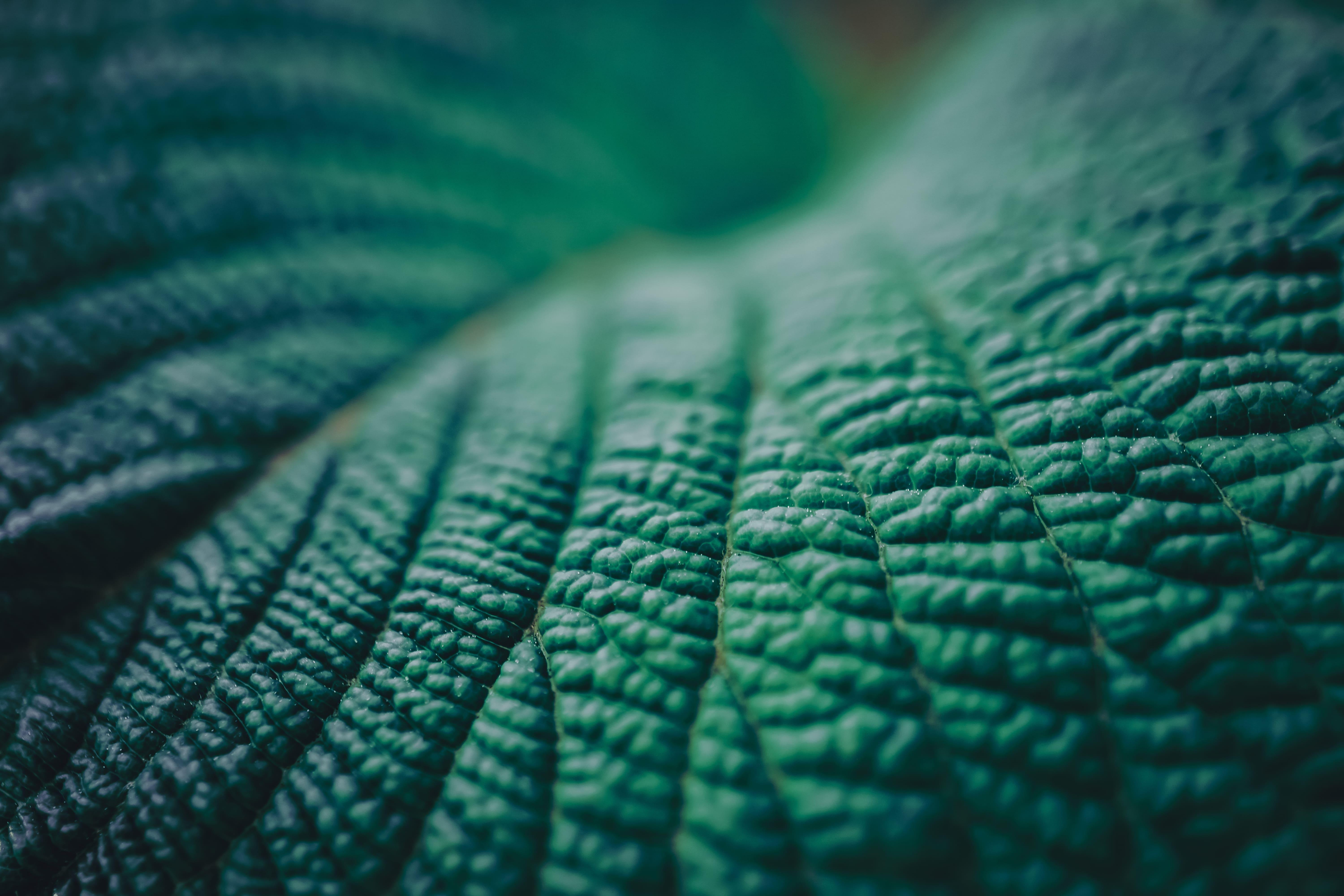 Close up of tropical leaf