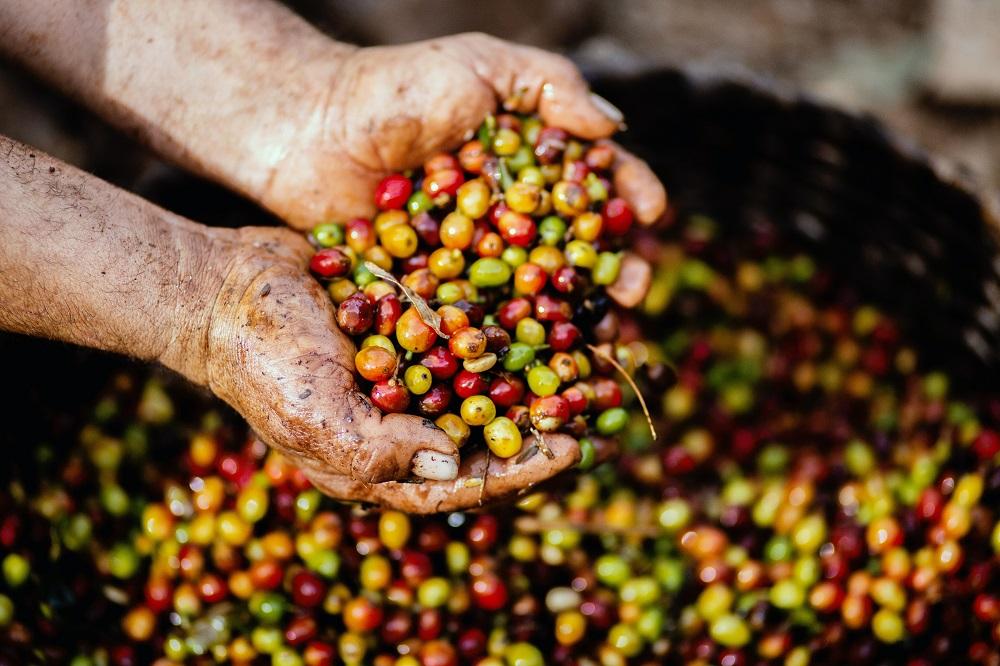 coffee beans