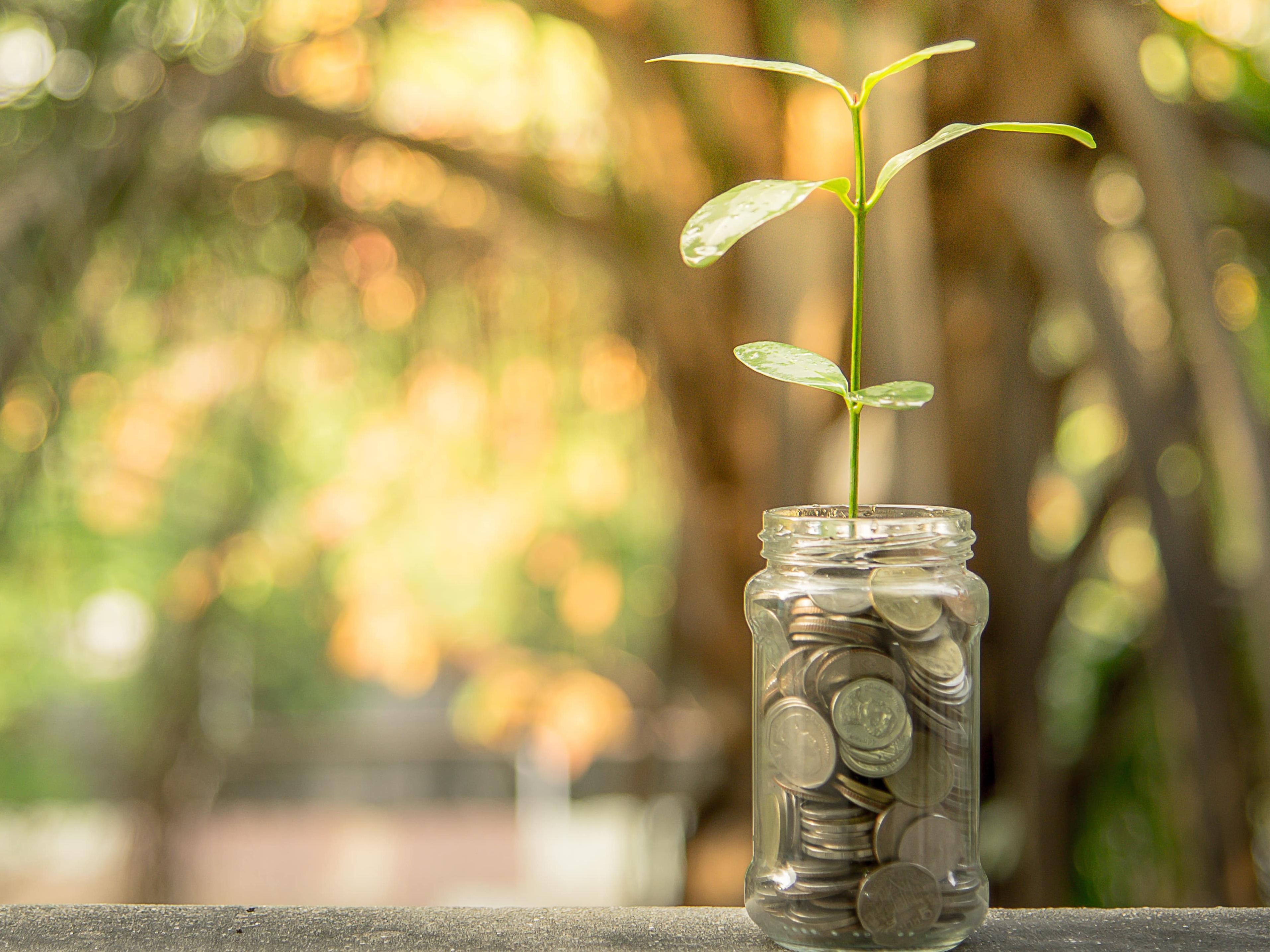 Seedling growing from glass jar of coins