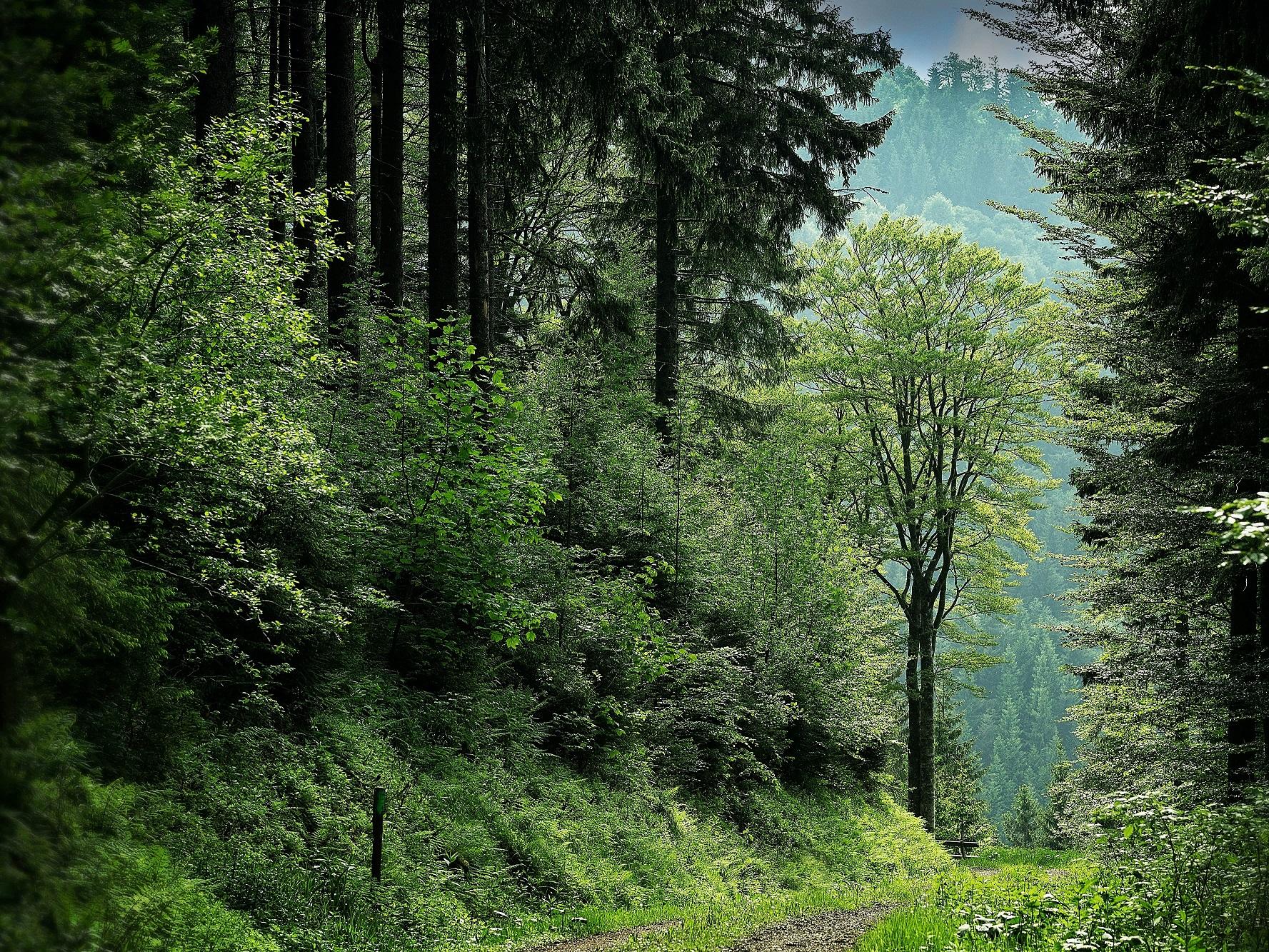 Green forest 