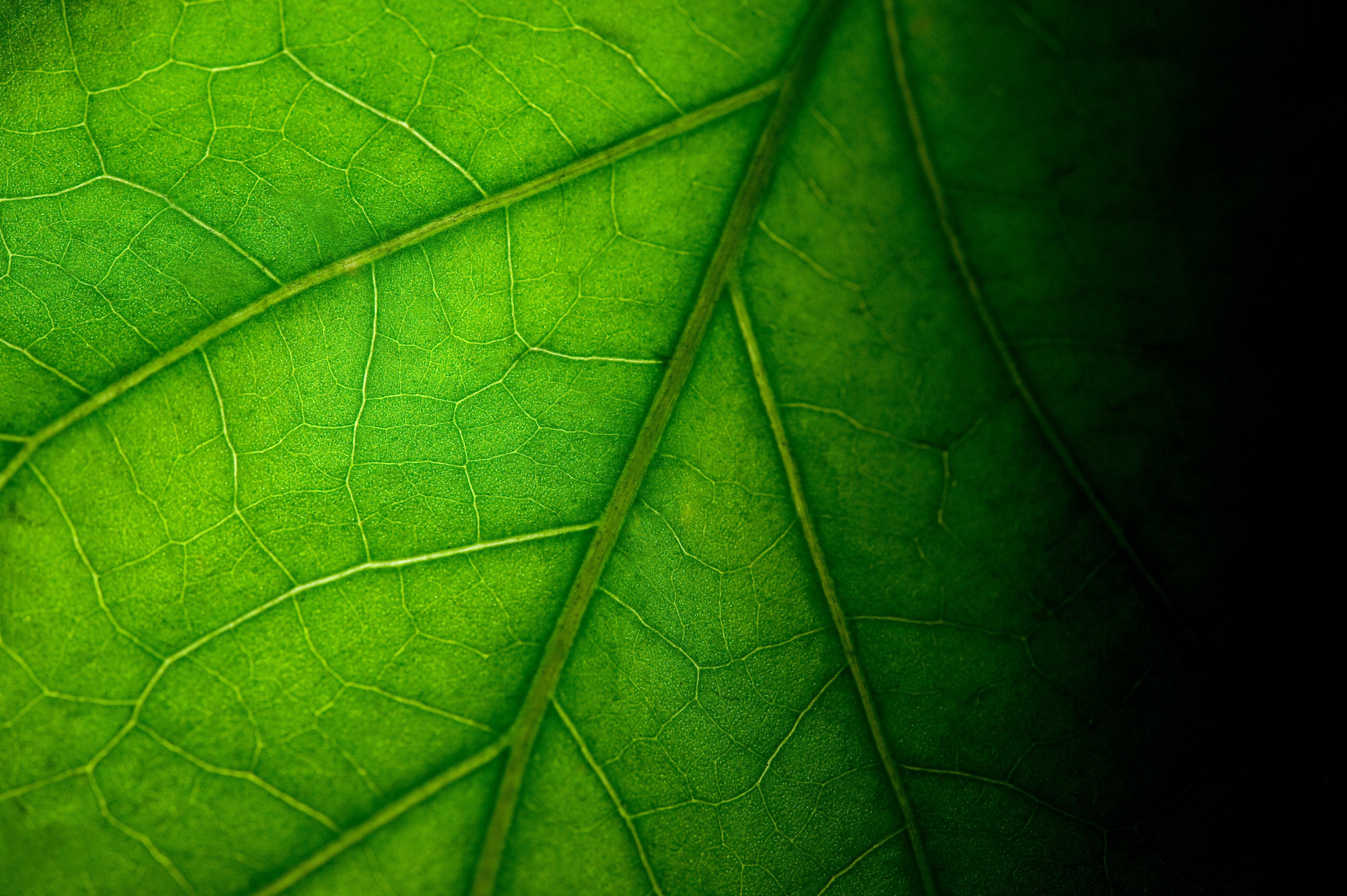 Close-up leaf in shadow