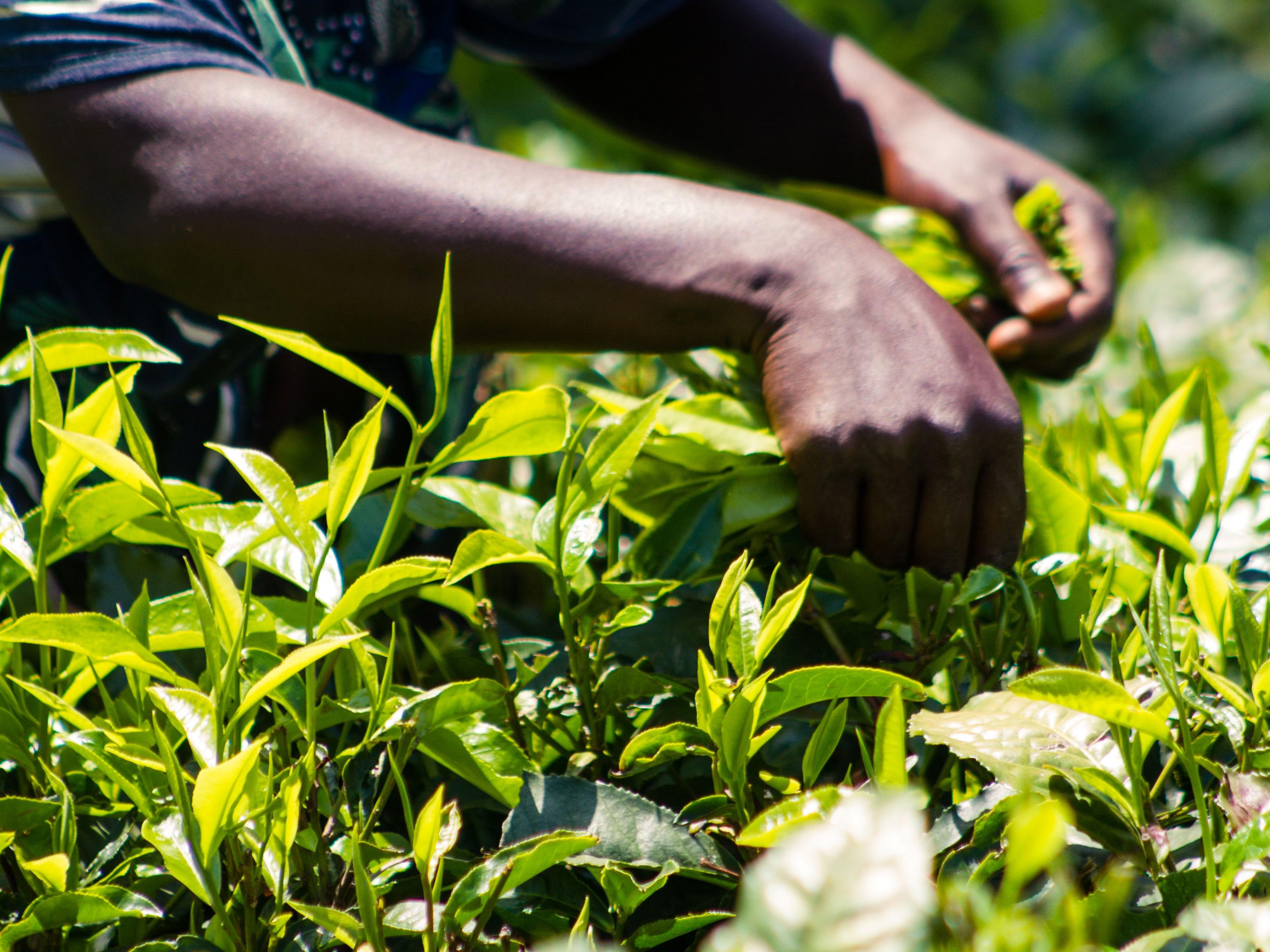 Close up of worker's hands picking tea leaves