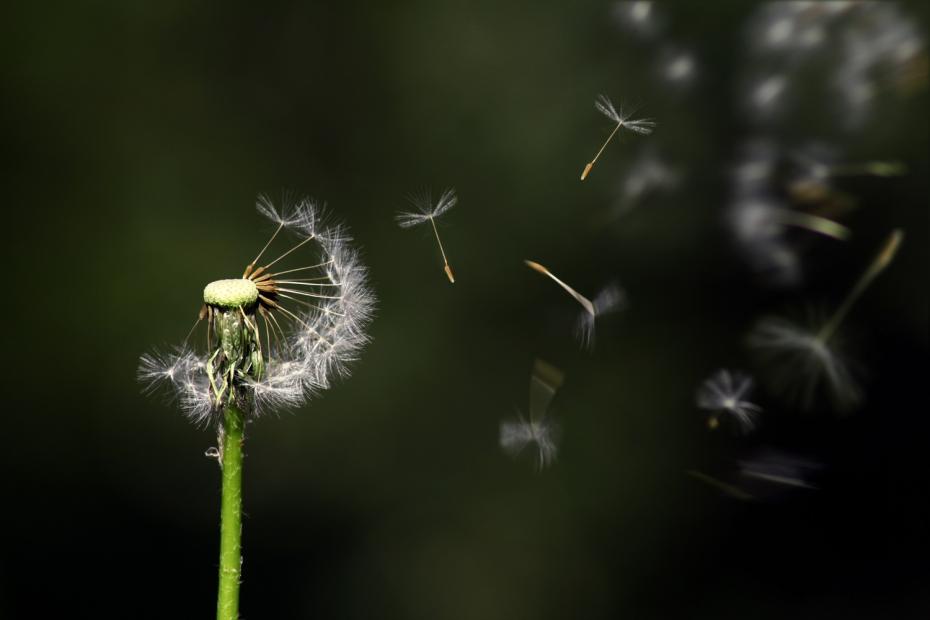 flower