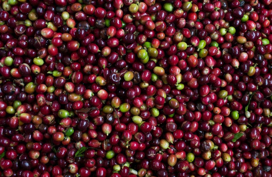colombia-coffee-producers-caficosta--fairtrade-usa_42777698091