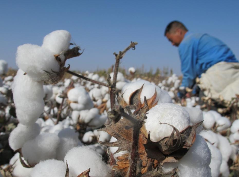 Cotton worker harvesting, China © Better Cotton Initiative