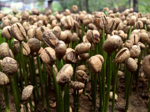 Plants © Sustainable Agriculture Network