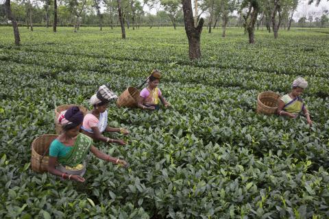 Fair Trade Certified Tea, Maud Tea Estate © Fair Trade USA
