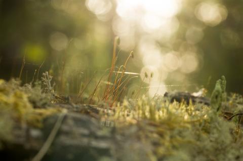 Nature © Vladislav Kheynonen for ASI