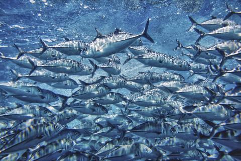 Trevally in water © Marine Stewardship Council 3
