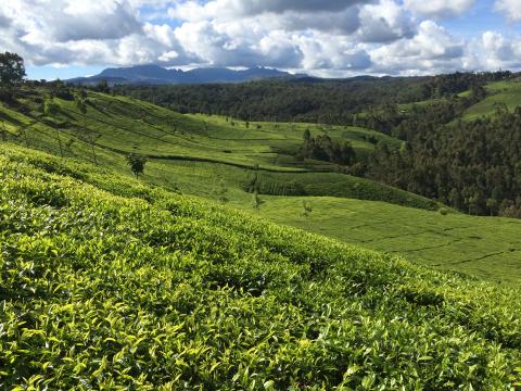 tea_fields_Kenya © Rainforest Alliance