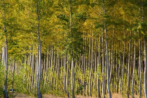 Poplar trees at timber farm in Oregon © David, Adobe stock