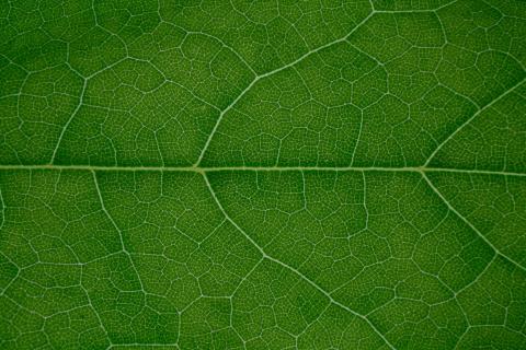 Green leave close up