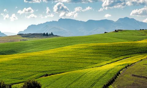 Green crops in field 