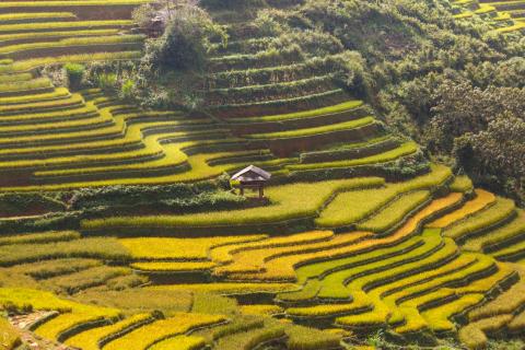 Rice fields