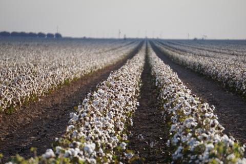 Rows of cotton plants in a field