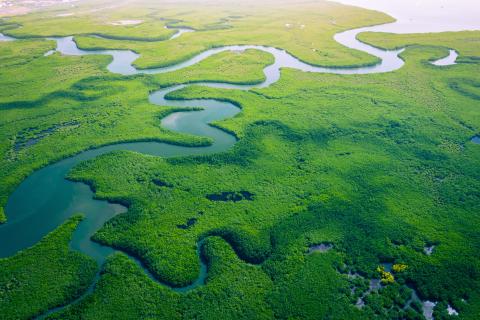 Rainforest and rivers from above